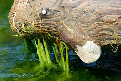 Warum bilden sich überhaupt Algen im Teich? Und kann der Teich komplett